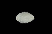 藏品(疙瘩寶螺)的圖片